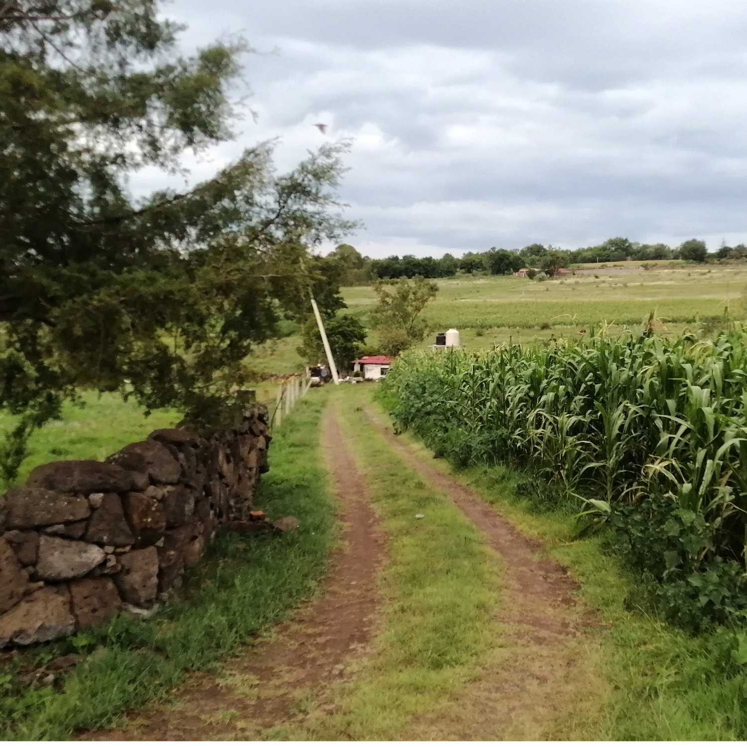 ⁣3.- Una carrera loca y una larga historia. Alicia en el país de las maravillas.