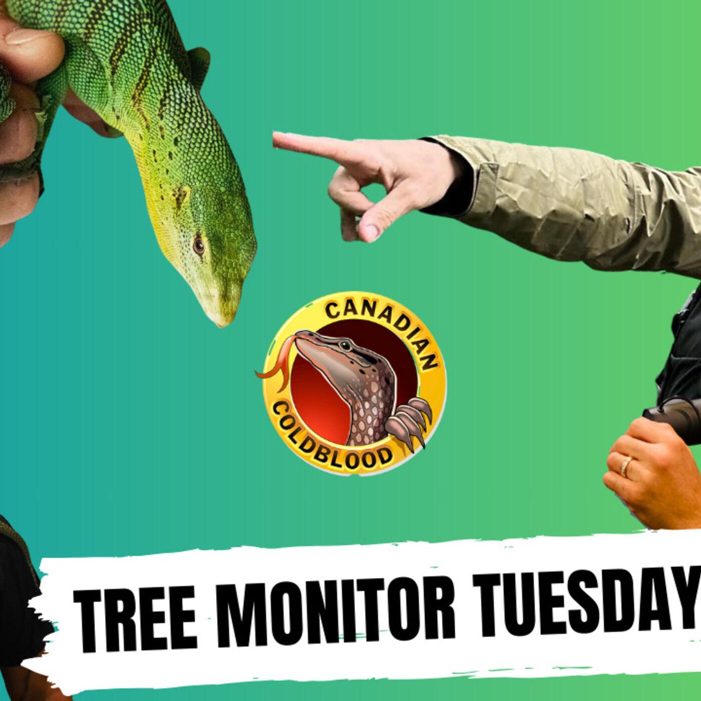 ⁣The hardest species of Tree Monitors to breed in captivity | Tree Monitor Tuesday's