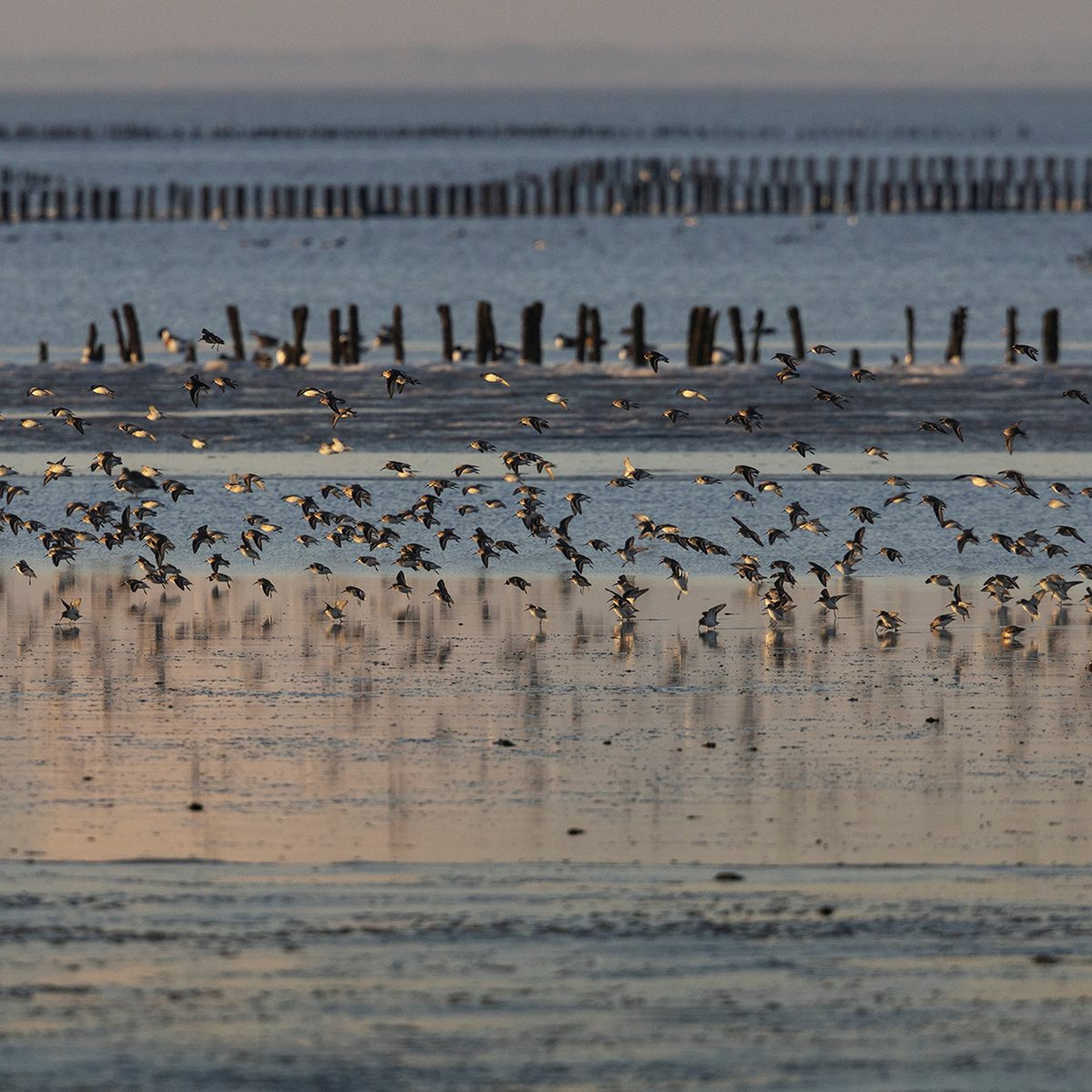 ⁣VN Voorgelezen: Willen we de Waddenzee behouden, moet onze omgang met het Wad veranderen