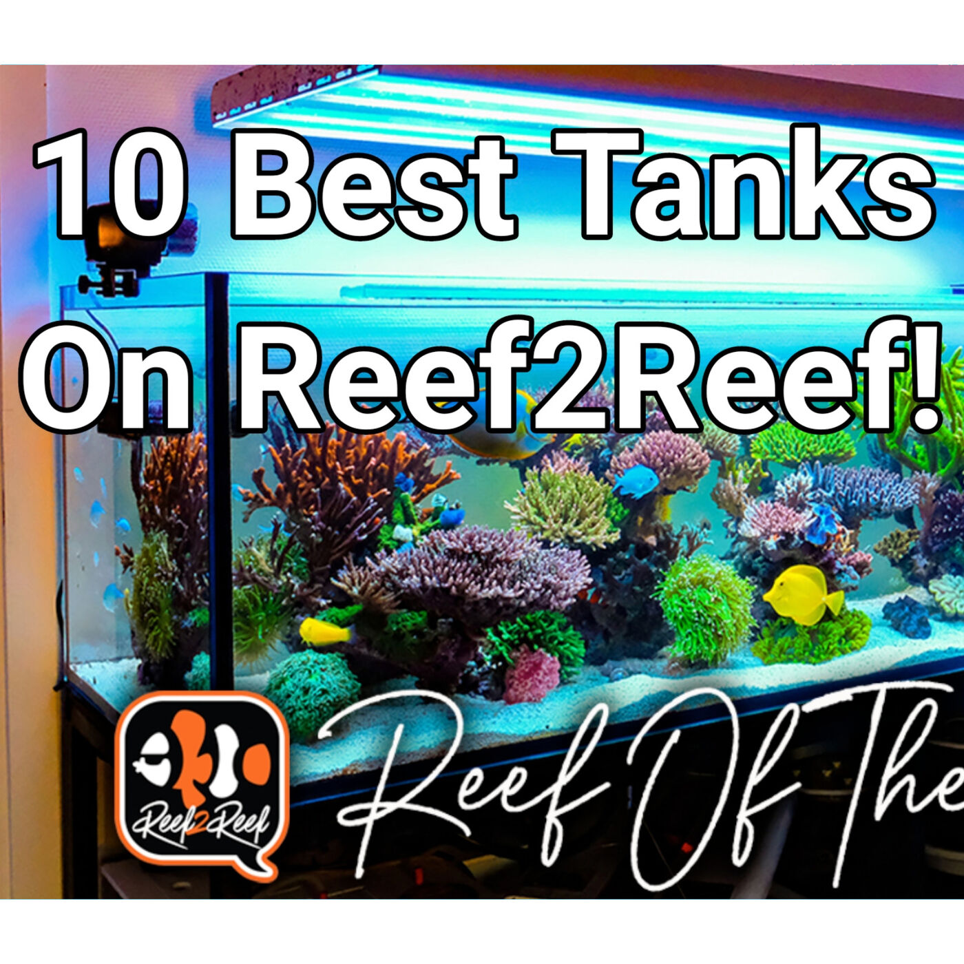 10 Best Tanks On Reef2Reef! The Prestige Reef Dork Show Ep 18