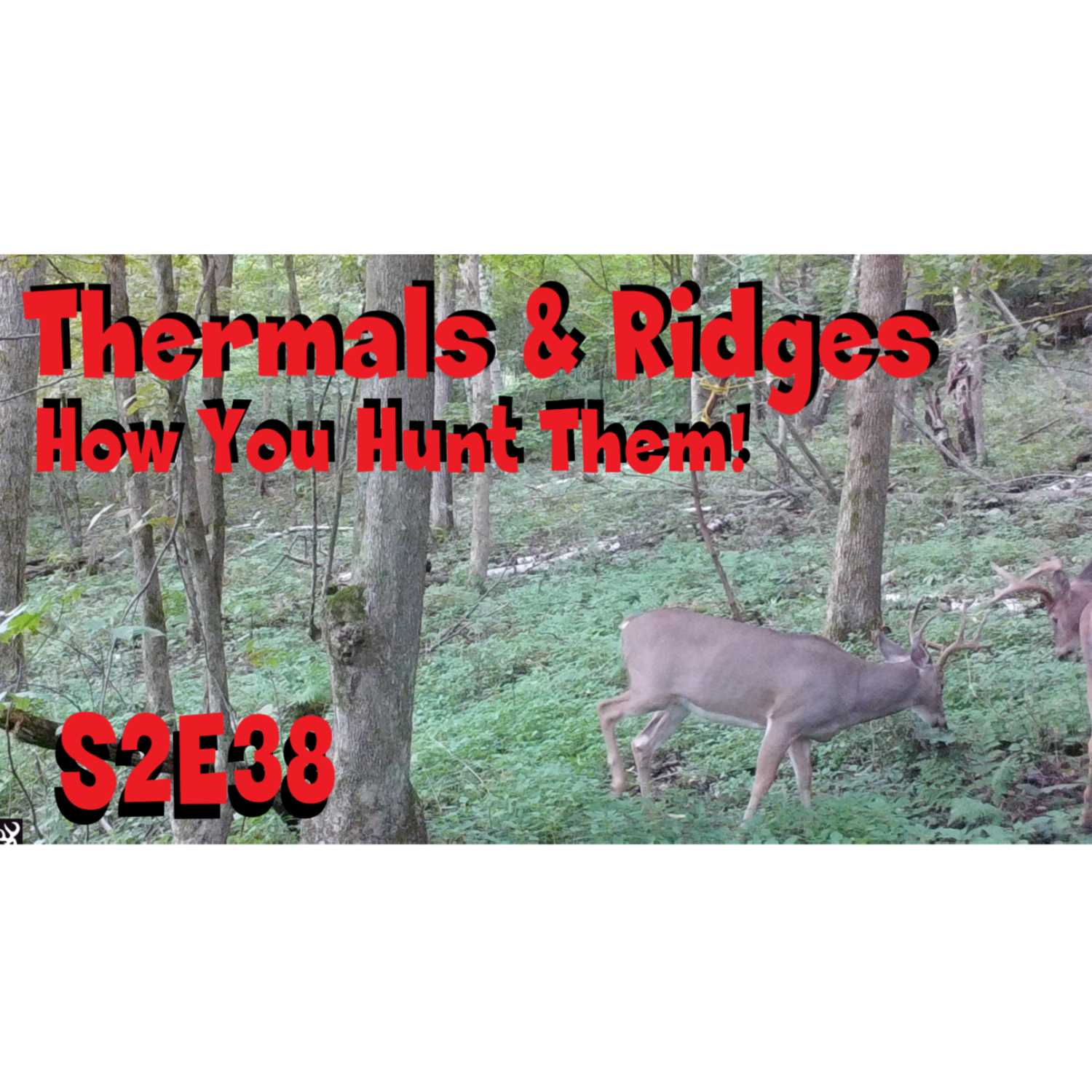 ⁣s2e38 thermos, and ridges How you hunt them