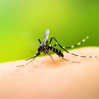 ⁣Dengue Disease Update: What Do U.S. Clinicians Need to Know