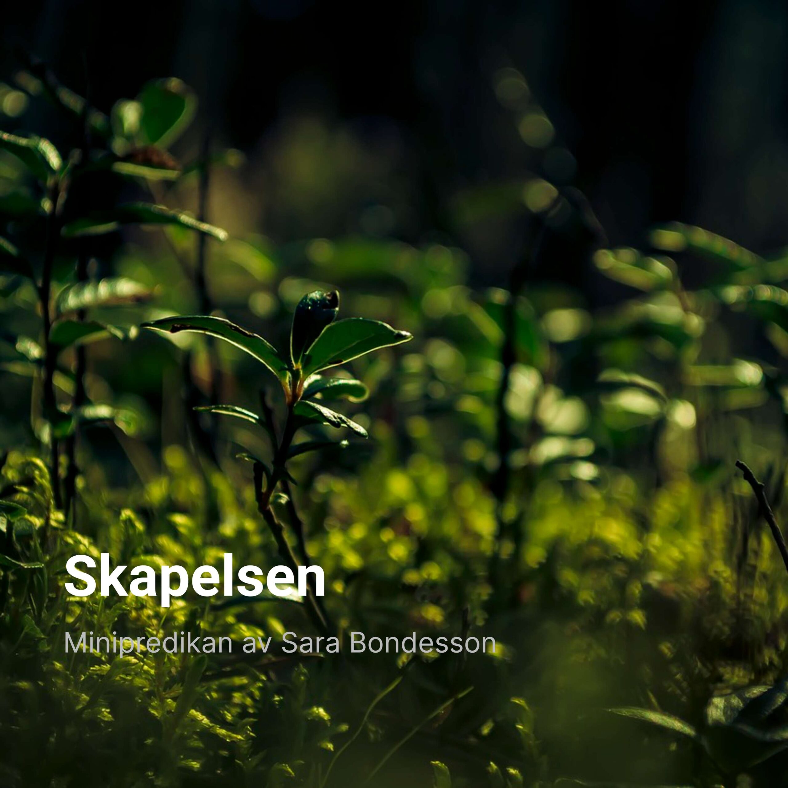 Skapelsen