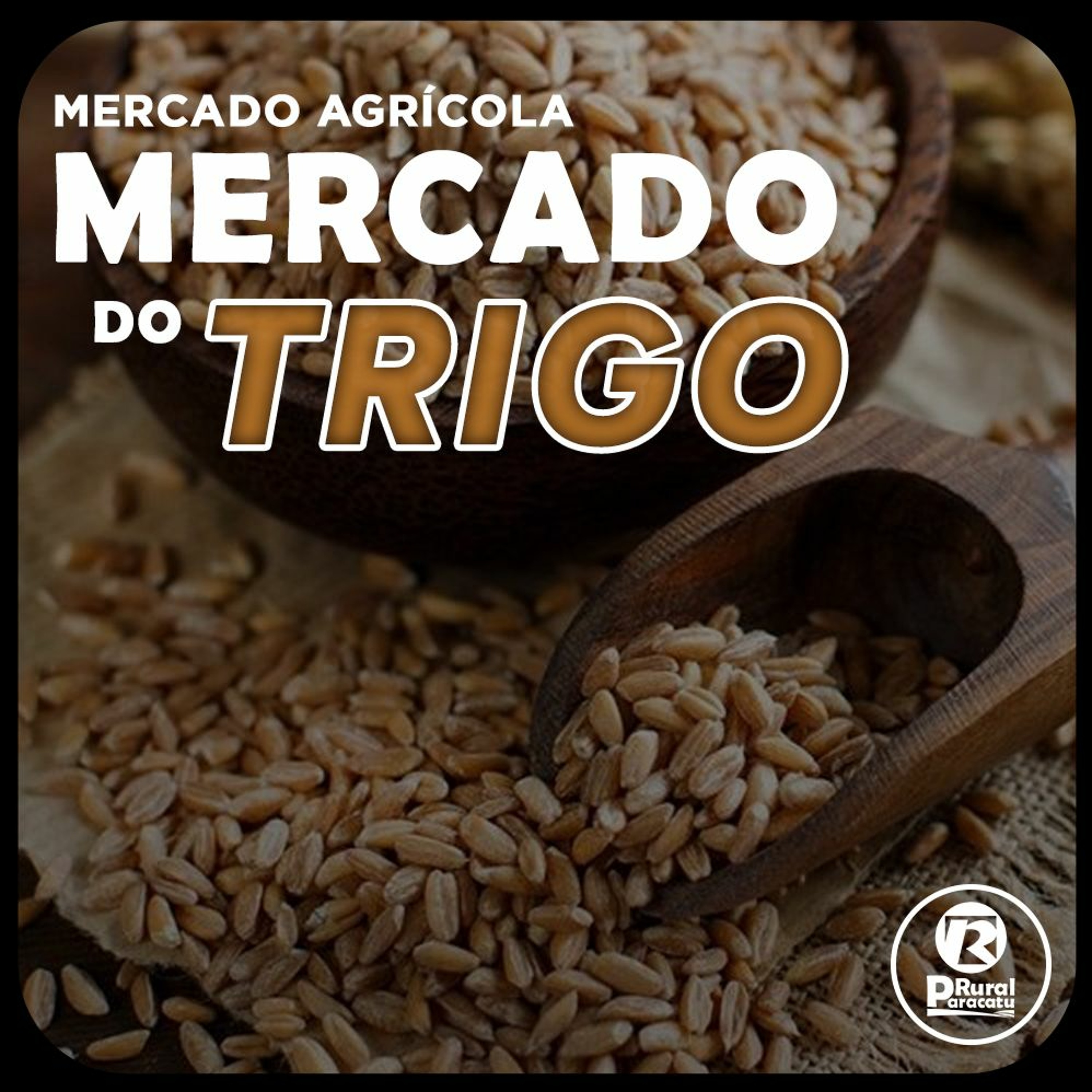 ⁣Oferta de trigo é pequena e bons fundamentos são mantidos no mercado internacional