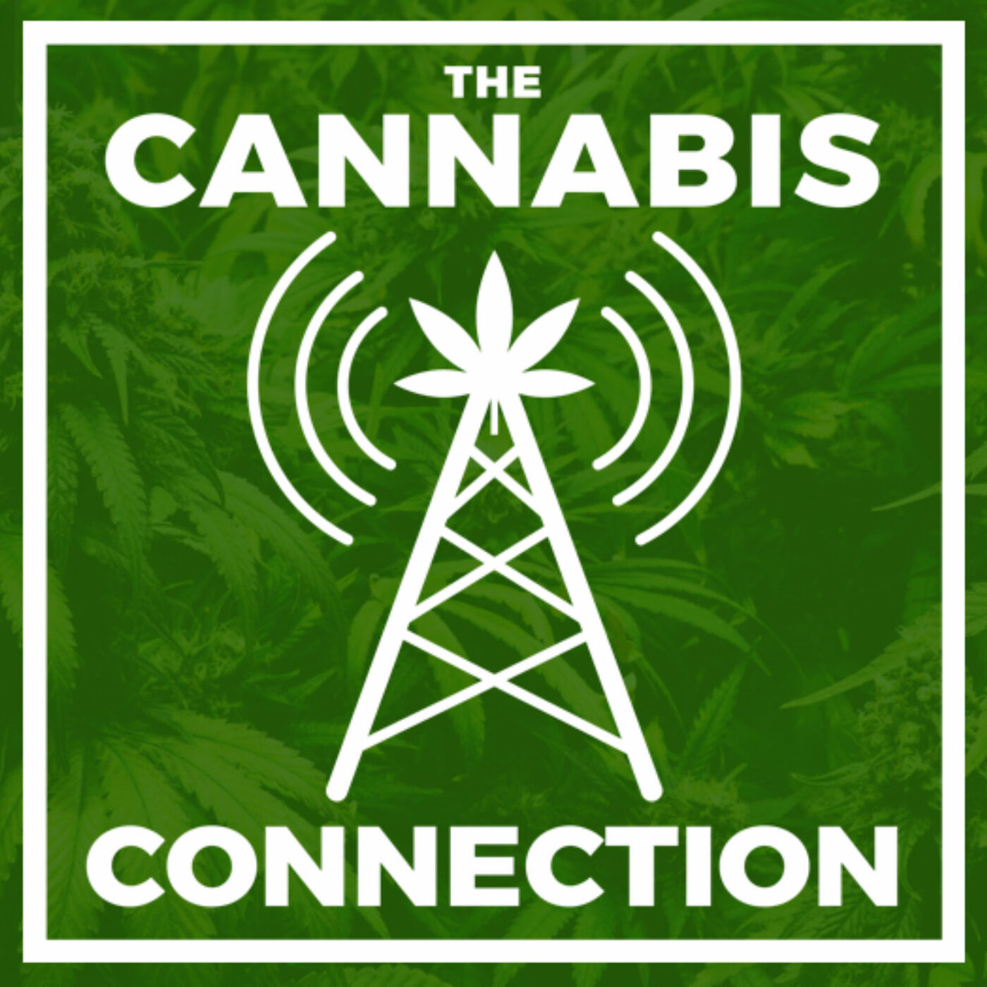 ⁣Elliot Lewis-CEO Catalyst Cannabis Co. Jon Kolodinski-Creme De Canna, DJ Spleece 9/22/23