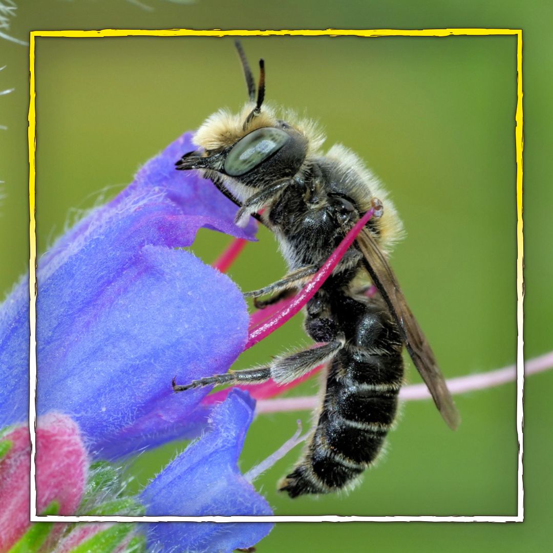 ⁣Blumenwiese neu anlegen