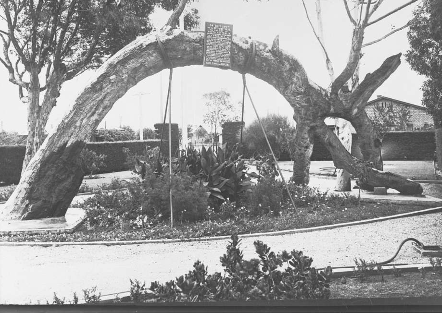 ⁣#OZWATCH: Beware the internationally ornamental eucalyptus tree: El Nino is coming. Jeremmy Zakis, NSW