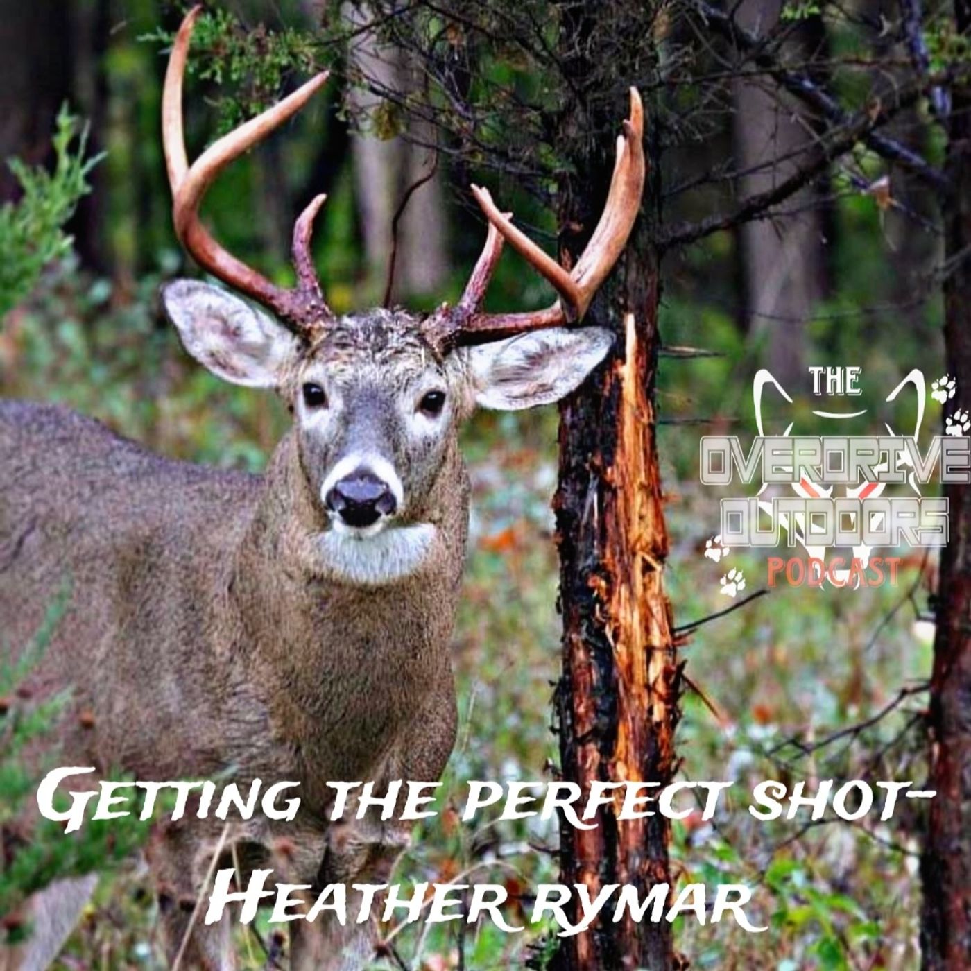 Getting the Perfect Shot- Heather Rymar