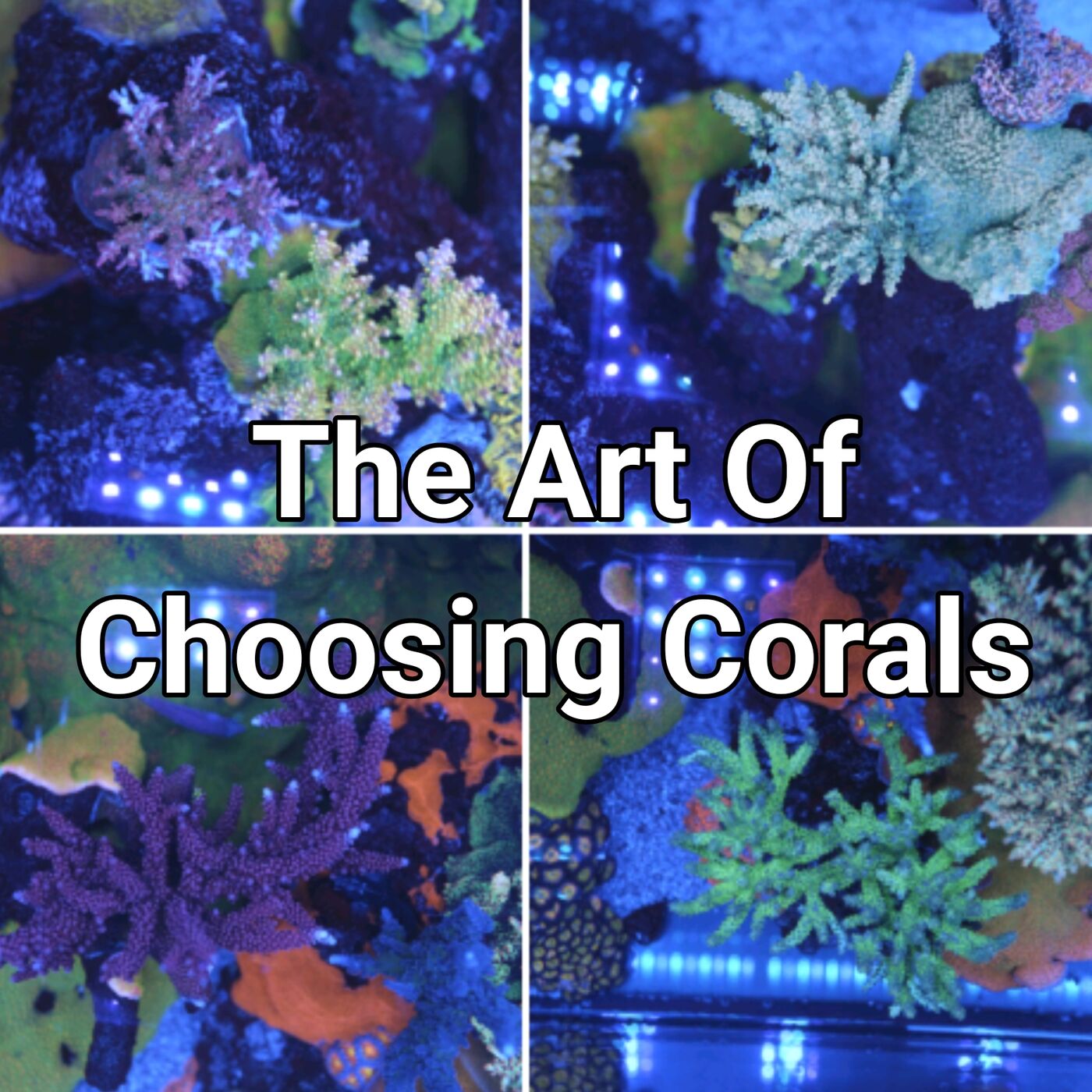 How To Choose Corals | The Prestige Reef Dork Show Ep. 15