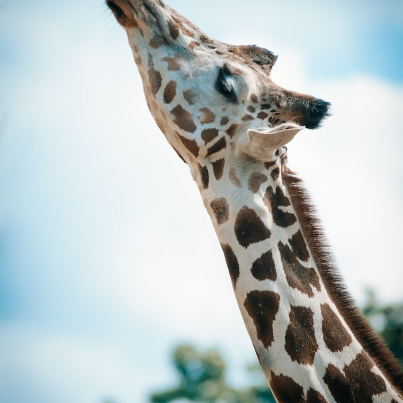 ⁣BABY GIRAFFE BORN SPOTLESS