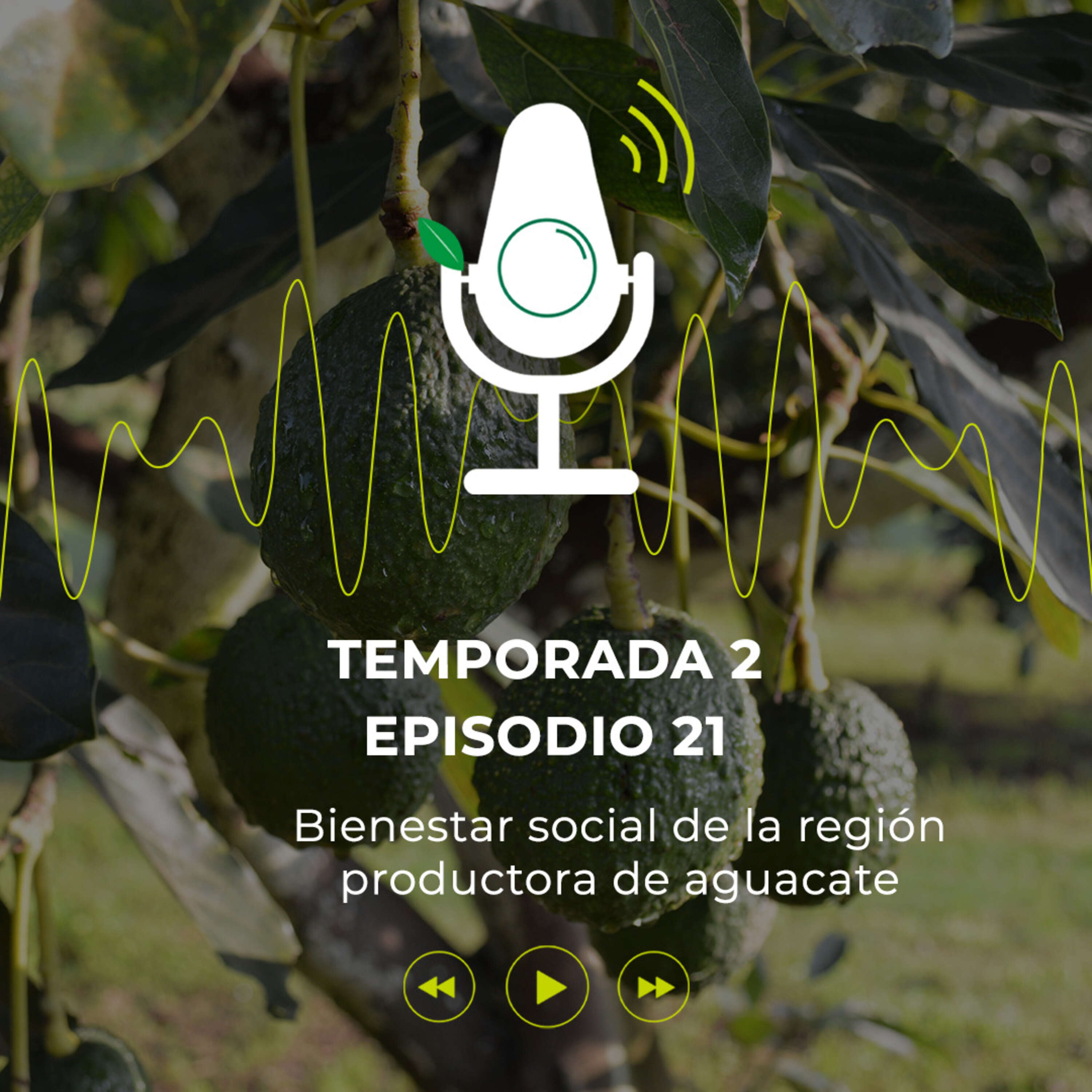 Bienestar social en la región productora de aguacate