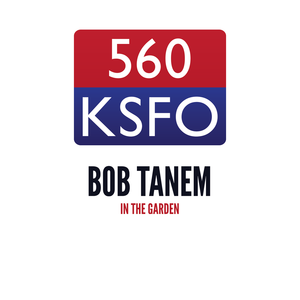 Bob Tanem In The Garden, September 10 2023, 9:00 am