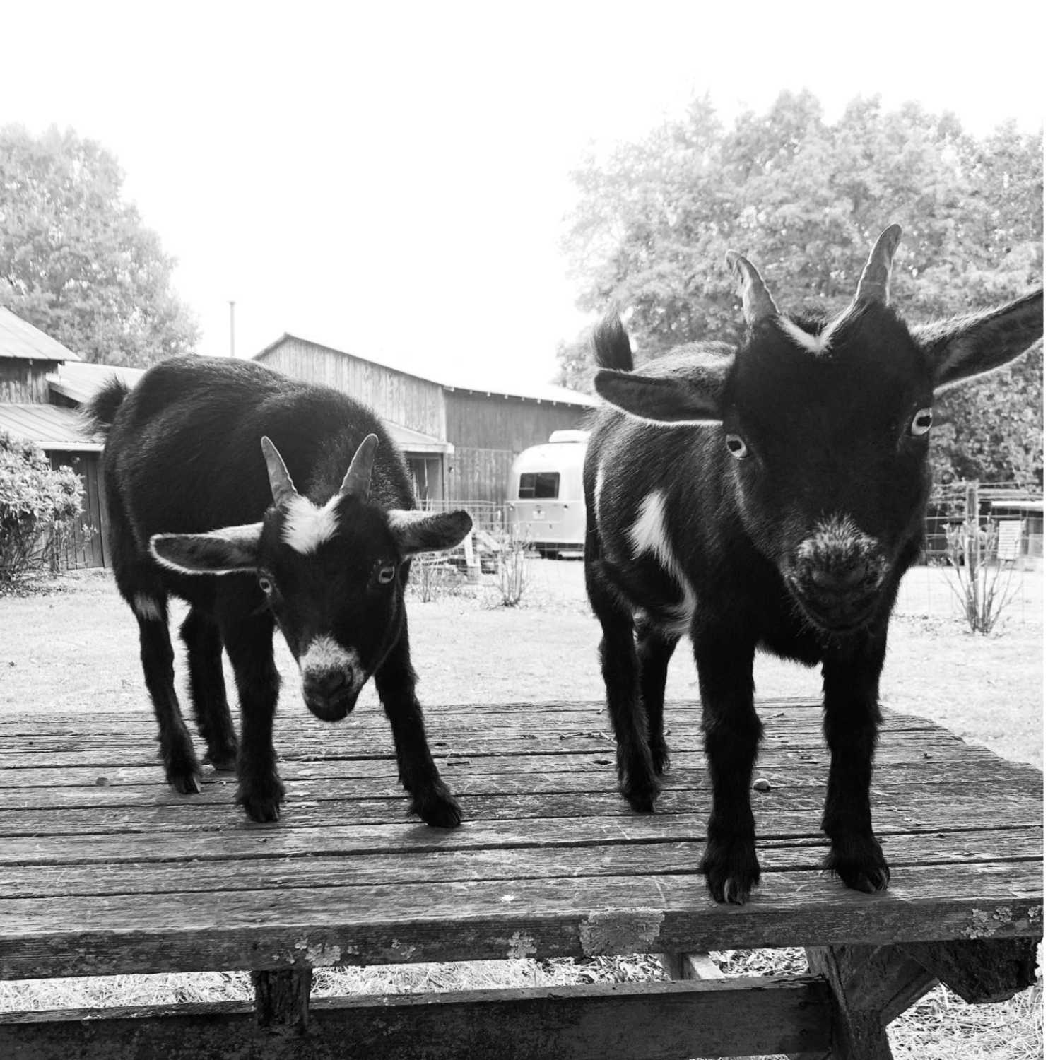 Goats, Goat Lockers and Life Savers