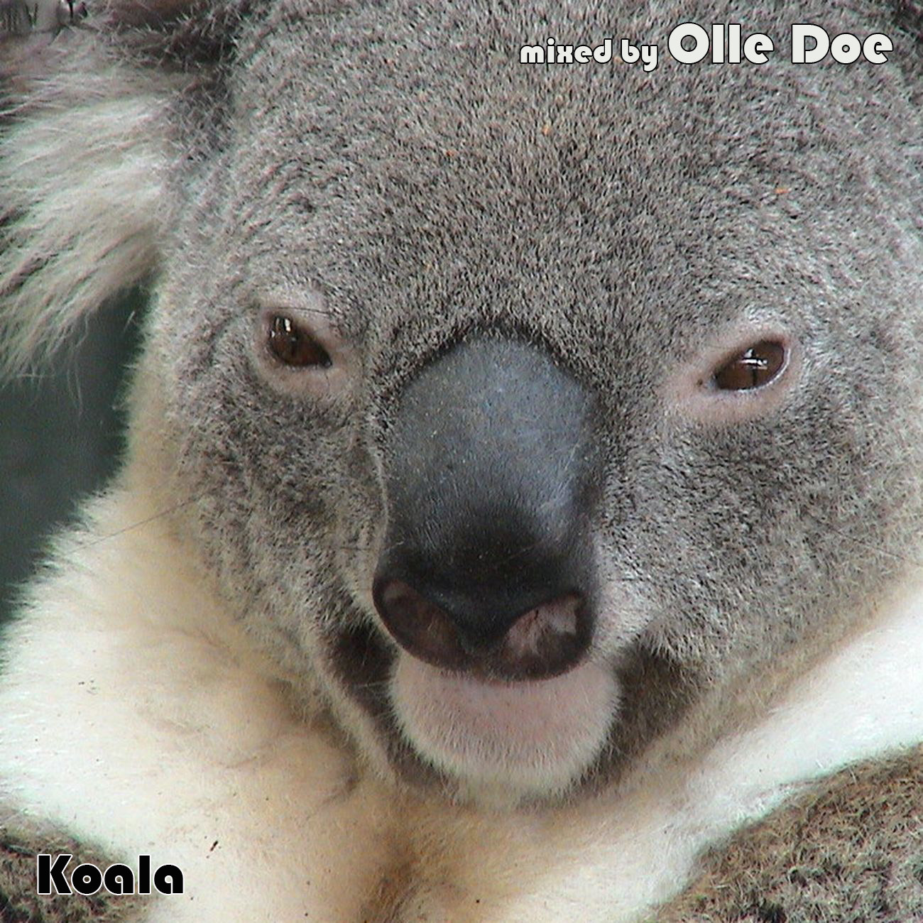 Olle Doe - Koala (spa mix 2023) 01