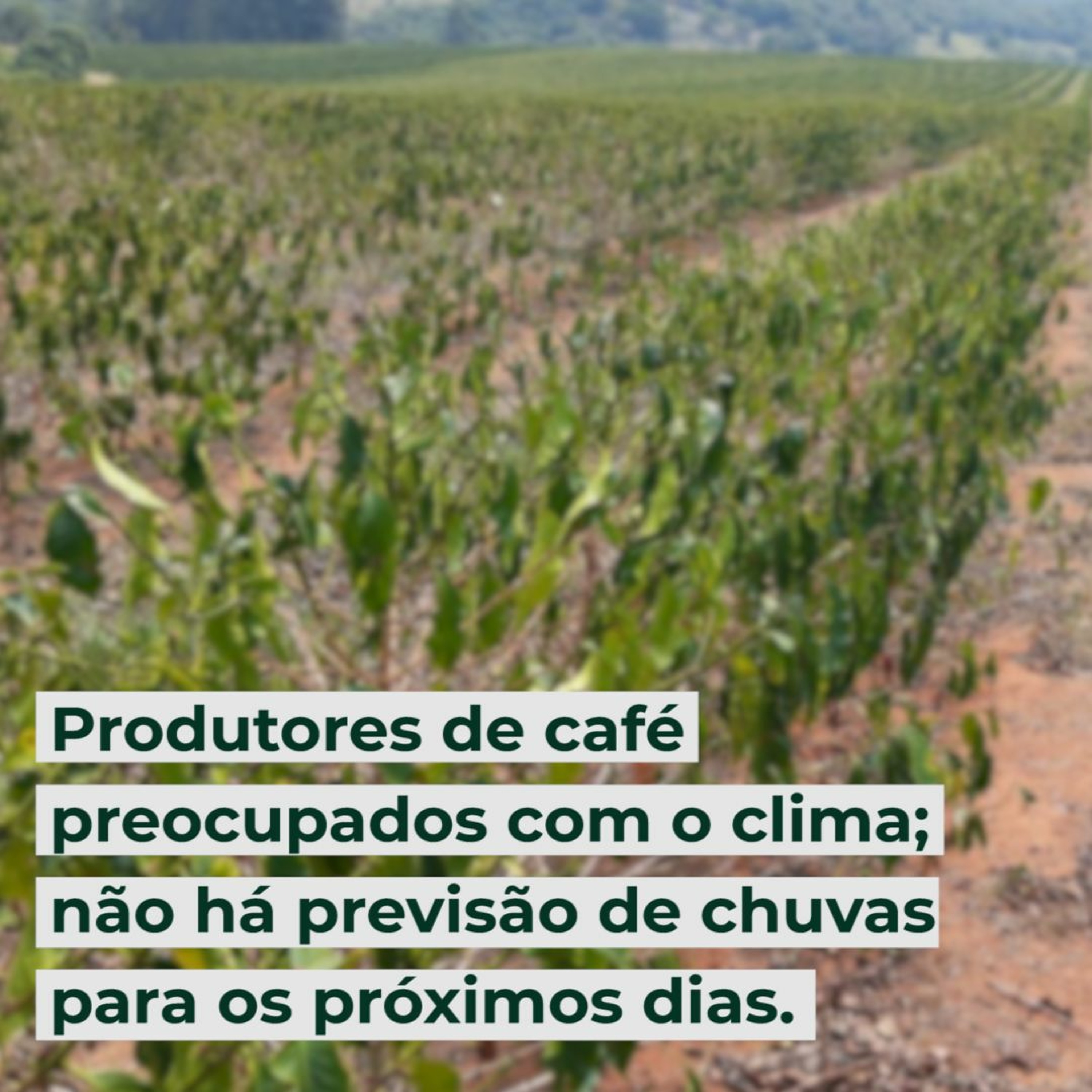 Produtores de café preocupados com o clima; não há previsão de chuvas para os próximos dias