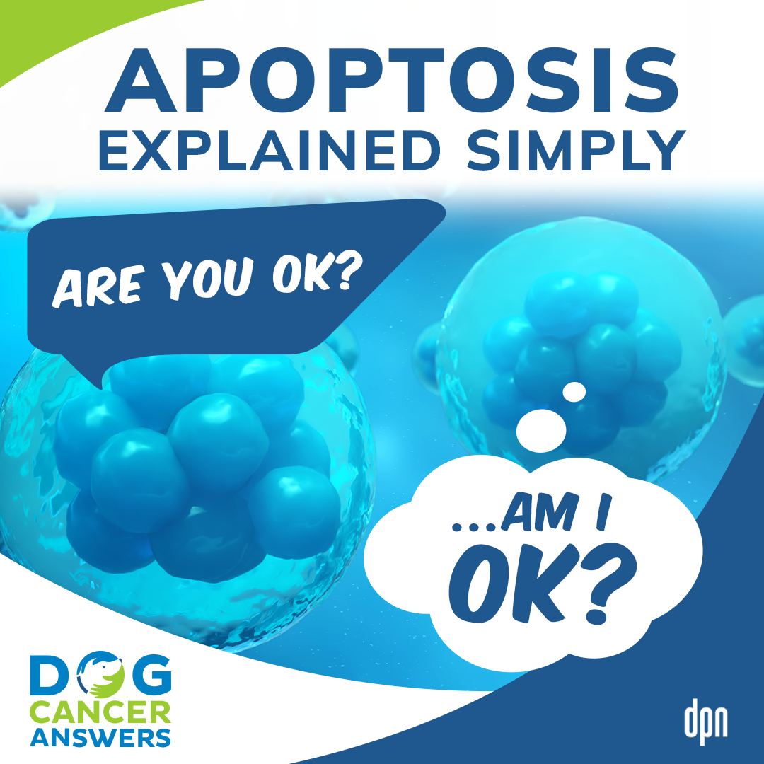 Apoptosis Explained Simply and Why It Matters in Dog Cancer | Amanda Kin, M.S.