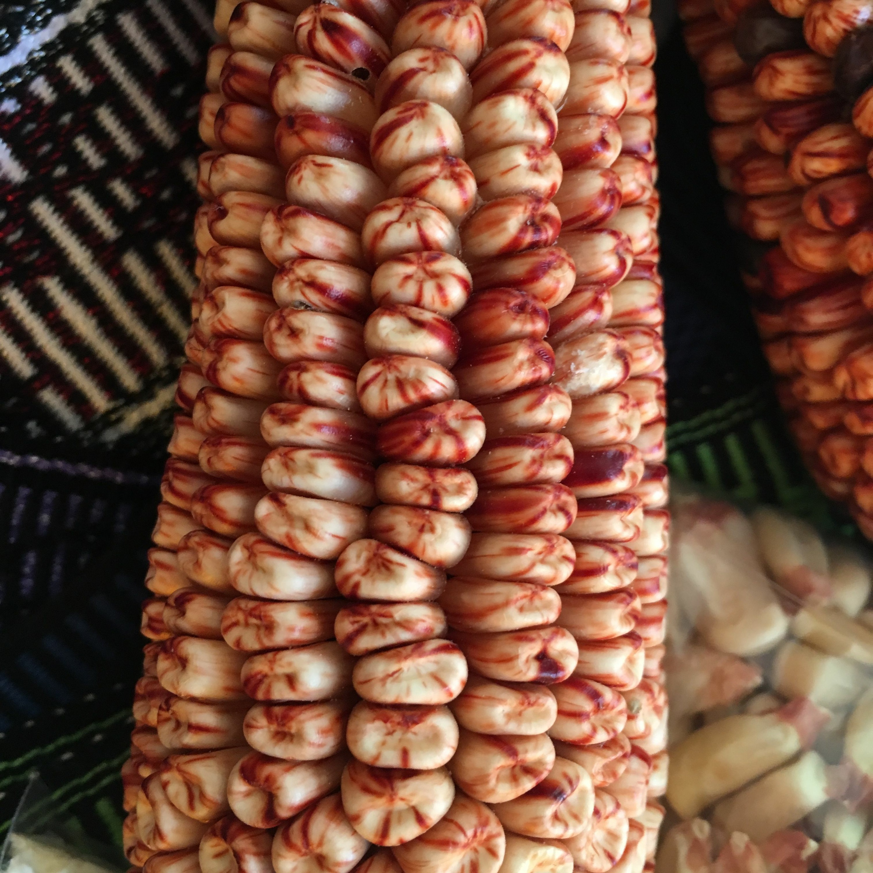 ⁣La revitalizaci&oacute;n de la siembra ancestral del ma&iacute;z. En tutunak&uacute;