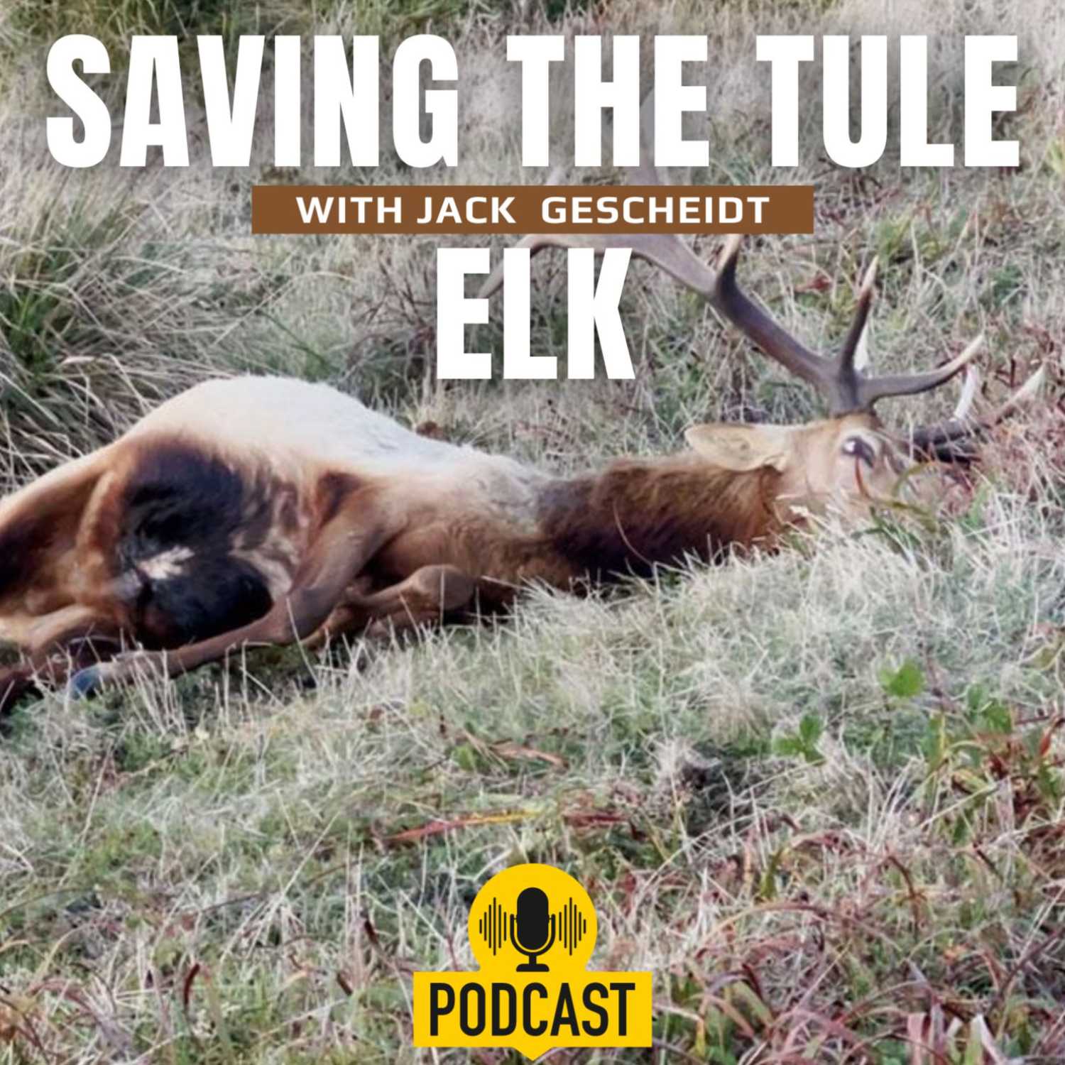 The Tule Elk need our help now!