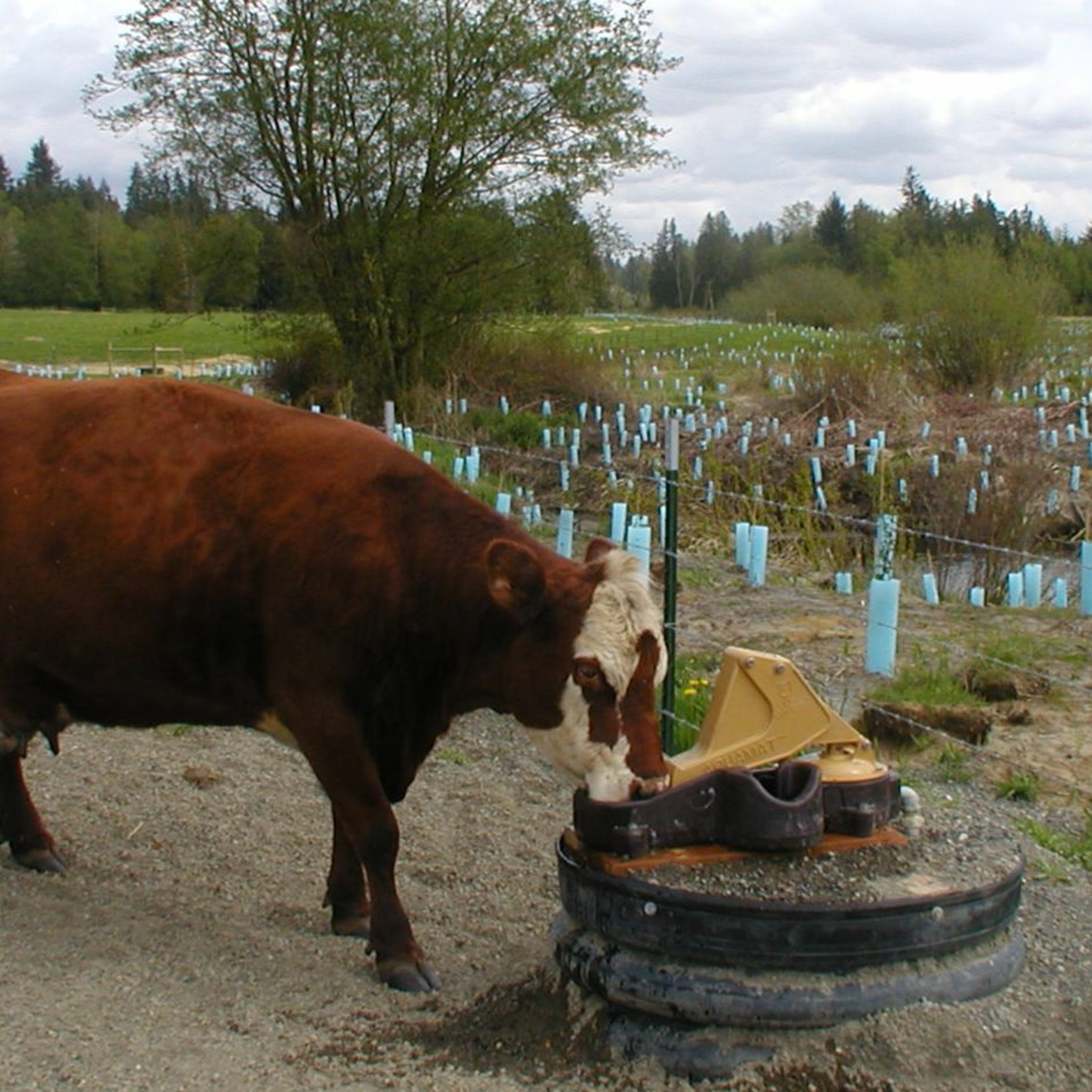 ⁣Fed decision cancelling conservation contracts over technicality angers Whatcom farmers