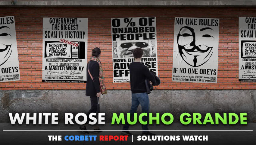 White Rose Mucho Grande - #SolutionsWatch