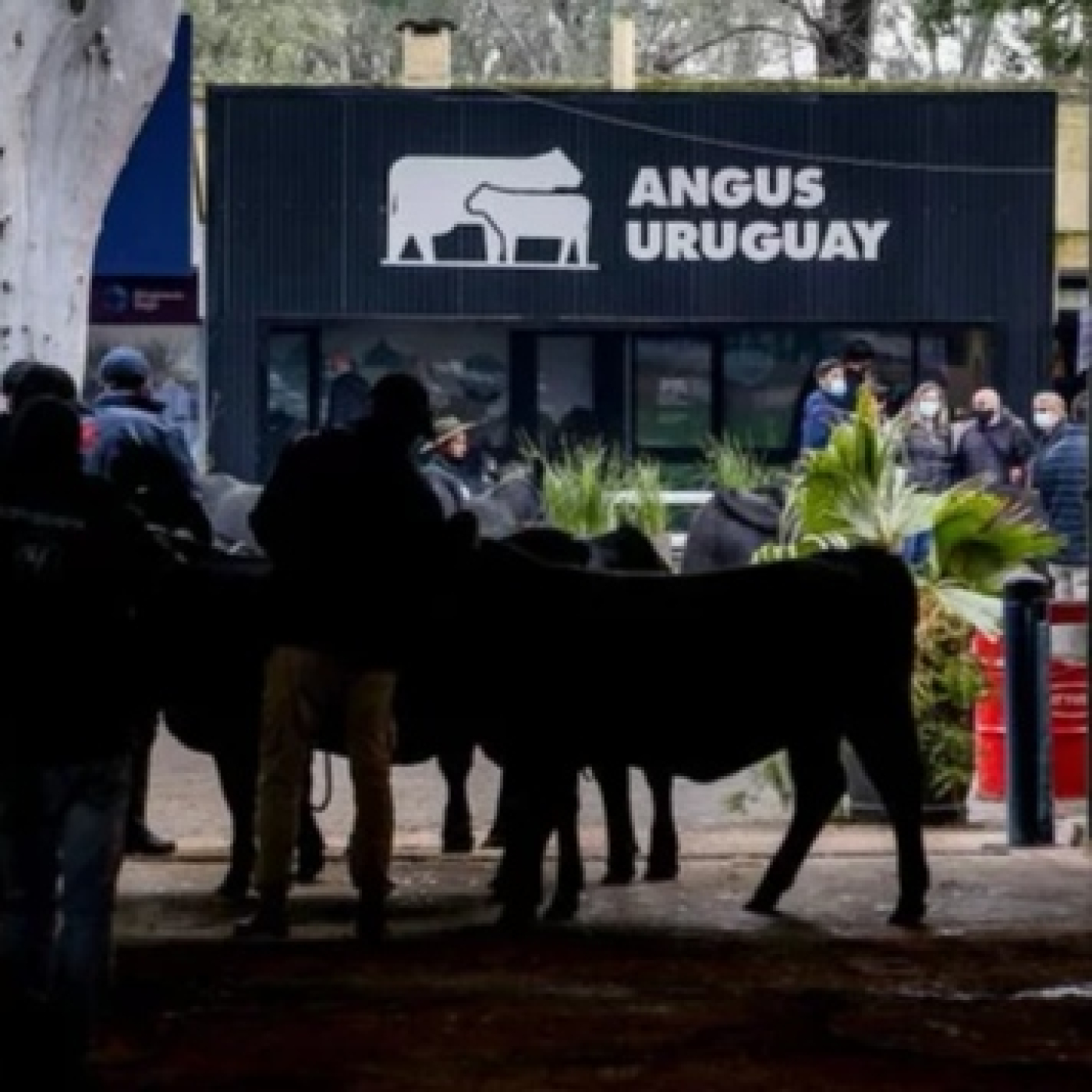 ⁣Entrevista a Diego Oribe - Vicepresidente Sociedad Criadores Angus 04/09/23