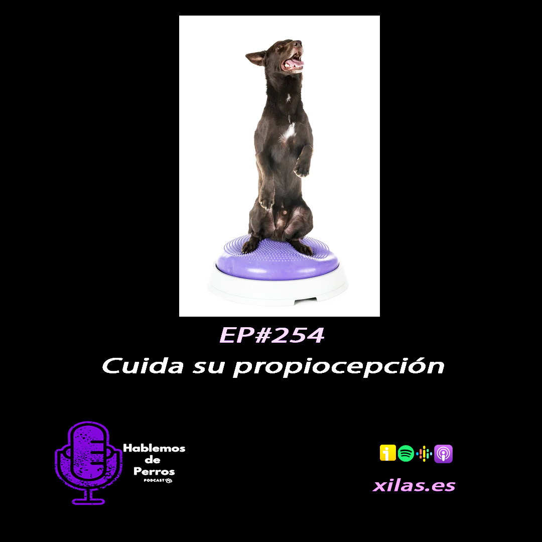 Episodio #254: Cuida su propiocepción