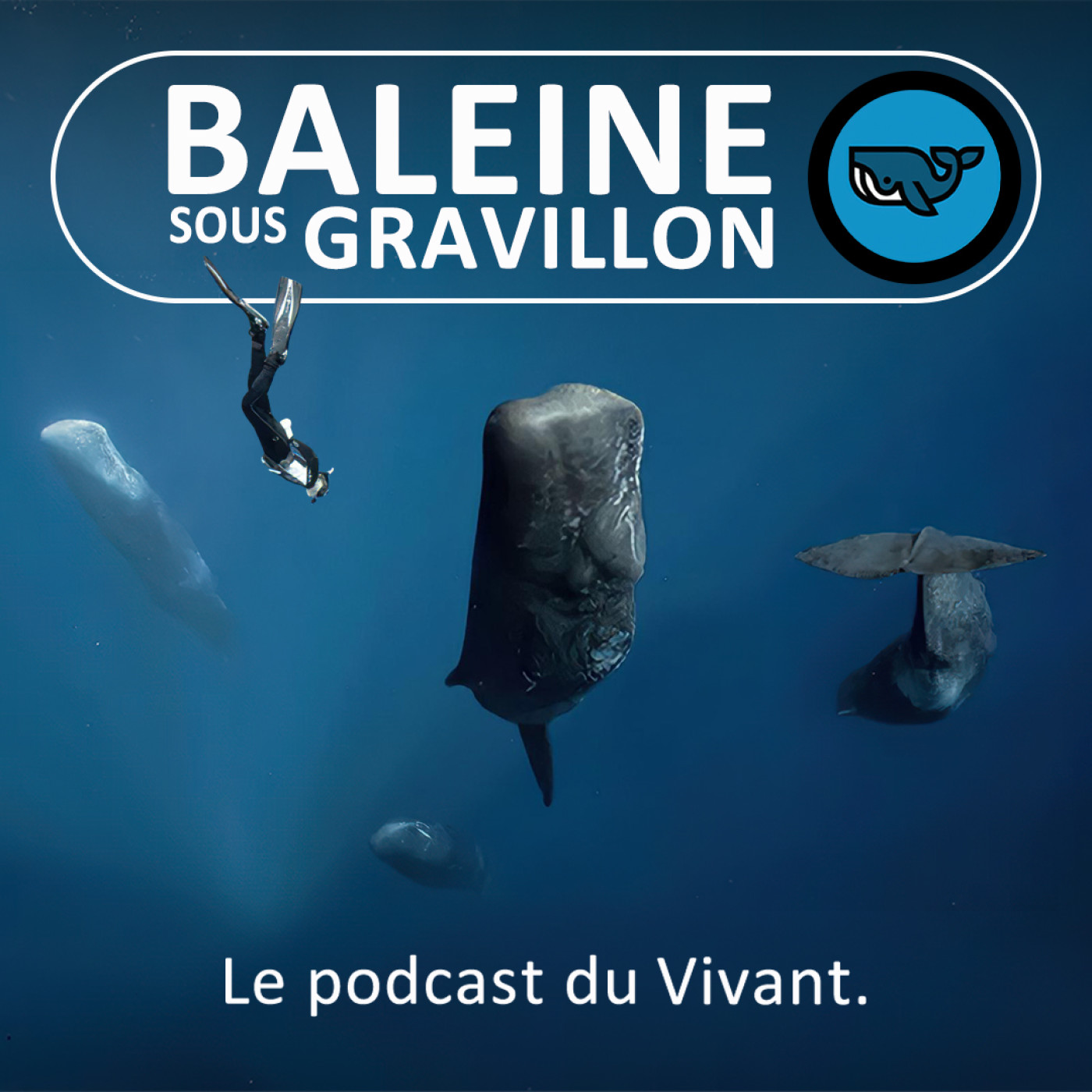 Baleine sous Gravillon (BSG) 